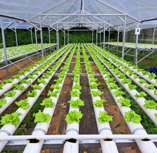 hydroponic grow systems